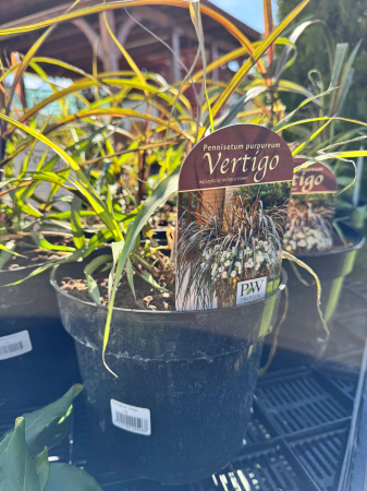 Plante Perene - Pennisetum ‘Vertigo’ - C2