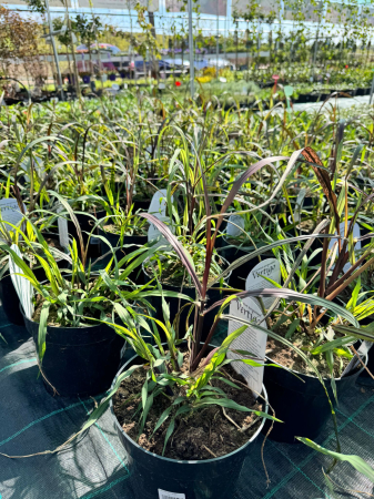 Pennisetum ‘Vertigo’ - C2 [1]