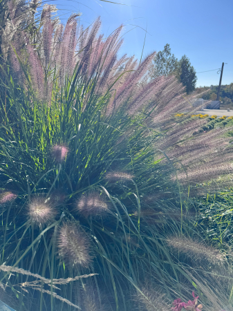 Pennisetum viridescens - C1.5 [4]