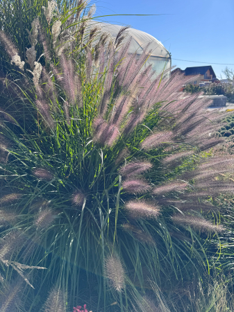 Pennisetum viridescens - C1.5 [5]