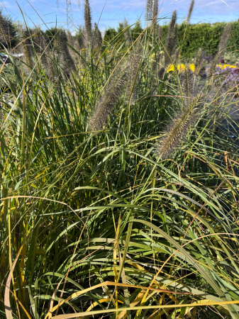Pennisetum viridescens - C1.5 [6]