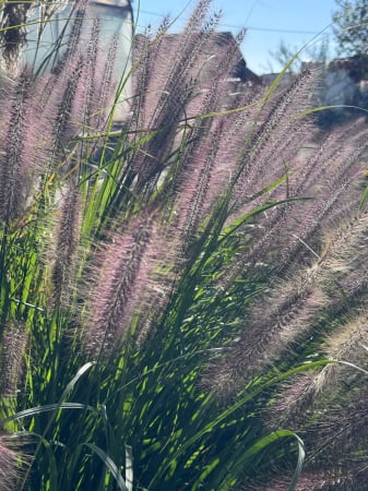 Ierburi - Pennisetum viridescens - C1.5