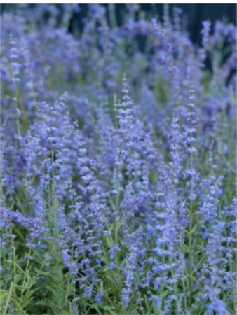 Arbori și arbuști - Perovskia Jelena