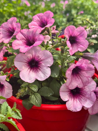 Petunia Capella Pink Lace [2]