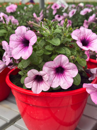 Petunii - Petunia Capella Pink Lace