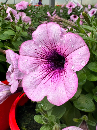 Petunia Capella Pink Lace [1]