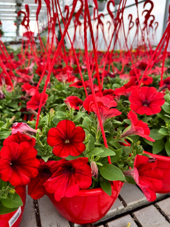 Petunia Capella Ruby Red [3]