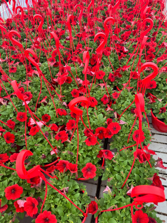 Petunia Capella Ruby Red [2]