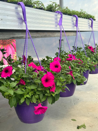 Petunia Colour Cloud Purple – C3 [1]