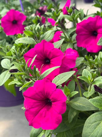 Petunii - Petunia Colour Cloud Purple – C3