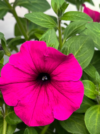 Petunia Colour Cloud Purple – C3 [2]