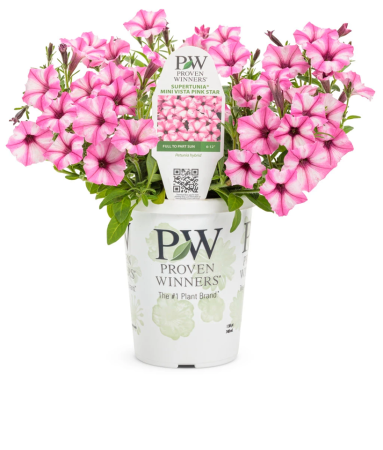 Petunii - Supertunia Mini Vista Pink Star P12