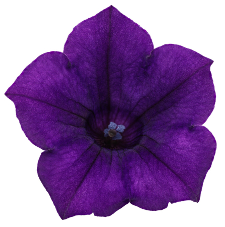 Petunia Supertunia Mini Vista Ultramarin [1]