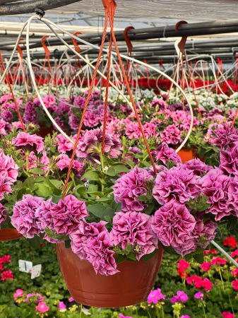 Petunii - Petunia Tumbelina Helena C4