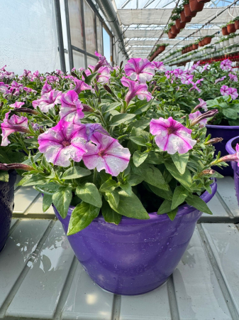 Petunia Bubbles Butterfly [1]