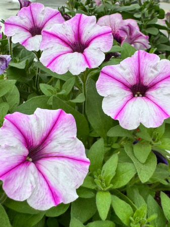 Petunii - Petunia Bubbles Butterfly