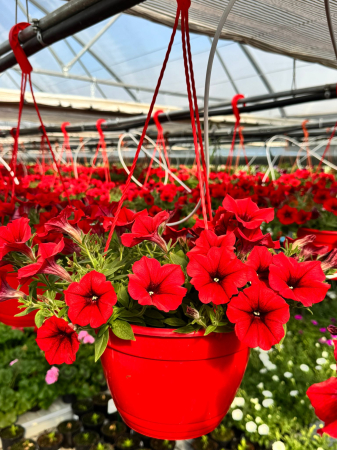 Petunii - Petunia Capella Ruby Red