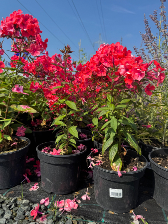 Plante decorative prin floare - Phlox Spitfire