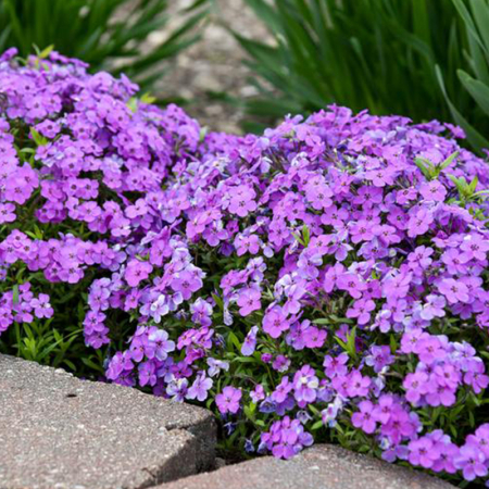 Phlox Spring Purple [1]