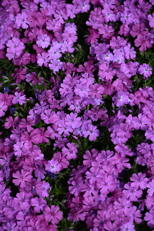 Plante decorative prin floare - Phlox Spring Purple