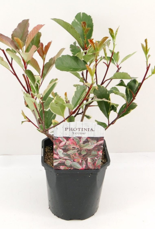 Arbori și arbuști - Photinia fraseri ‘Louise’