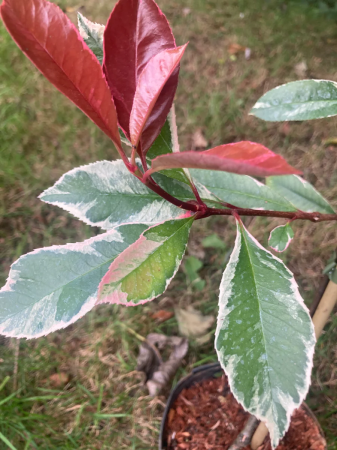Photinia fraseri ‘Louise’ [1]