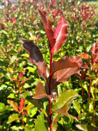 Arbori și arbuști - Photinia × fraseri ‘Magical Volcano’, ghiveci pătrat 9x9cm