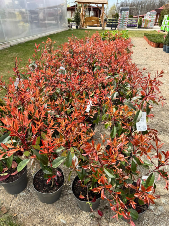Photinia fraseri ‘Red Robin’ 70 cm [1]