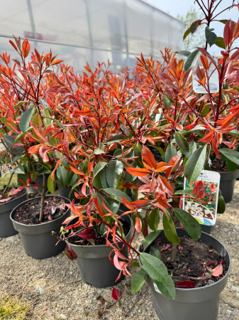 Arbori și arbuști - Photinia fraseri ‘Red Robin’ 70 cm