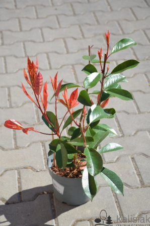 Arbori și arbuști - Photinia fraseri ‘Red Robin’