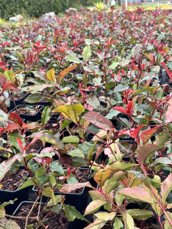 Arbori și arbuști - Photinia × fraseri ‘Magical Volcano’, ghiveci pătrat 9x9cm