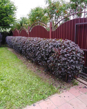 Physocarpus ‘Diabolo’ [1]