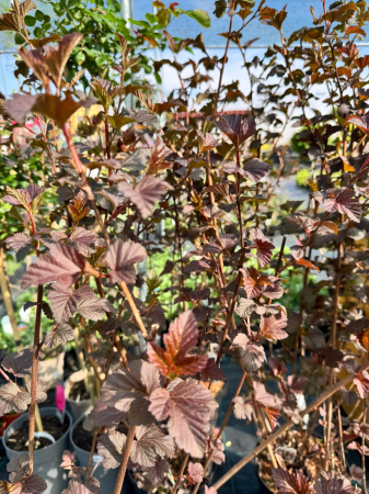 Physocarpus ‘Diabolo’ [3]