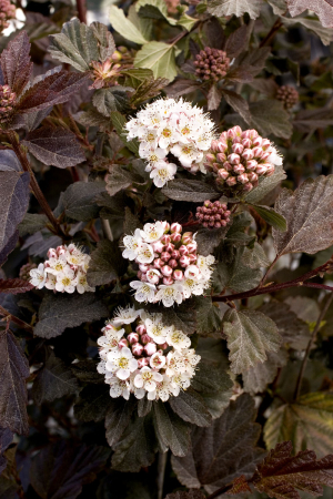 Plante Perene - Physocarpus ‘Diabolo’