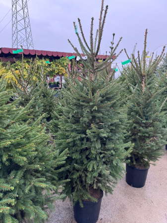 Brazi - Picea abies 170–180 cm – Brad conic tradițional