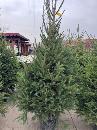 Brazi - Picea abies 190–220 cm – Brad conic tradițional