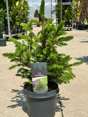 Arbori și arbuști - Picea abies ‘Will’s Zwerg’ este un conifer pitic ornamental