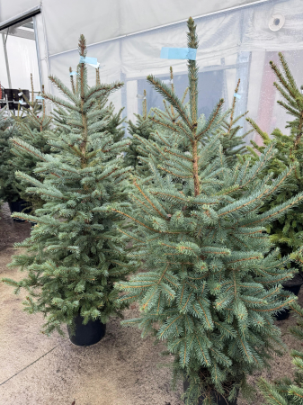 Brazi - Brad argintiu decorativ 130-160cm