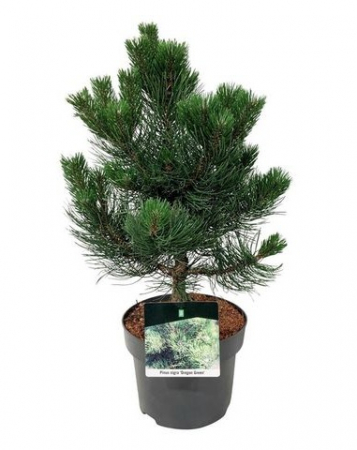 Arbori și arbuști - Pinus nigra ‘Oregon Green’ 65 cm