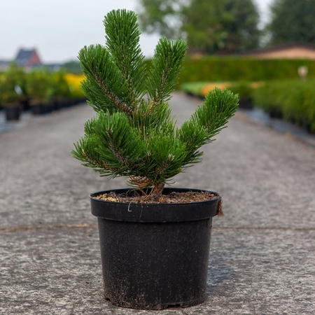 Pinus nigra ‘Oregon Green’ 65 cm [1]