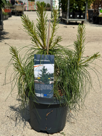Arbori și arbuști - Pinus wallichiana