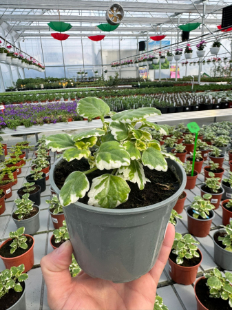 Plante acoperitoare de sol - Plectranthus P12