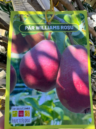 Pomi fructiferi România, diferite soiuri [15]