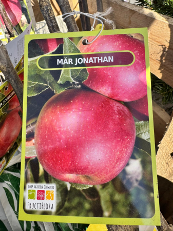 Pomi fructiferi România, diferite soiuri [3]