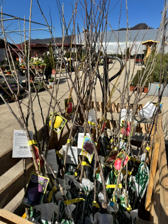 Pomi fructiferi România, diferite soiuri [1]