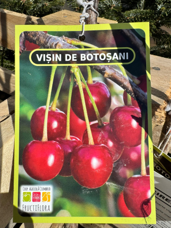 Pomi fructiferi România, diferite soiuri [5]