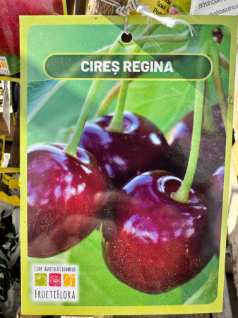 Pomi fructiferi România, diferite soiuri [9]