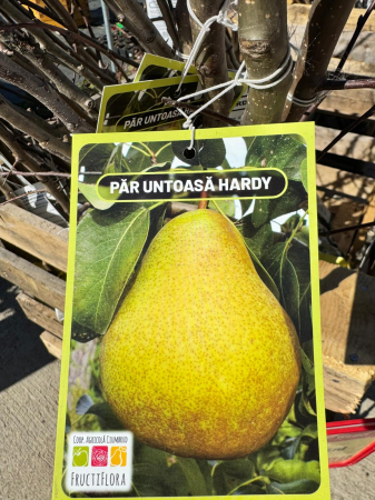 Pomi fructiferi România, diferite soiuri [16]