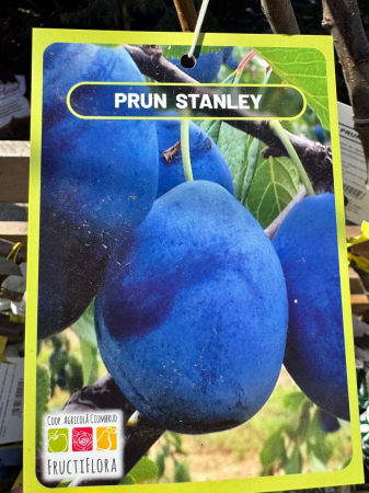 Pomi fructiferi România, diferite soiuri [14]