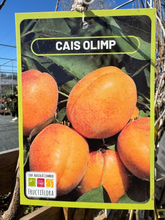 Pomi fructiferi România, diferite soiuri [10]